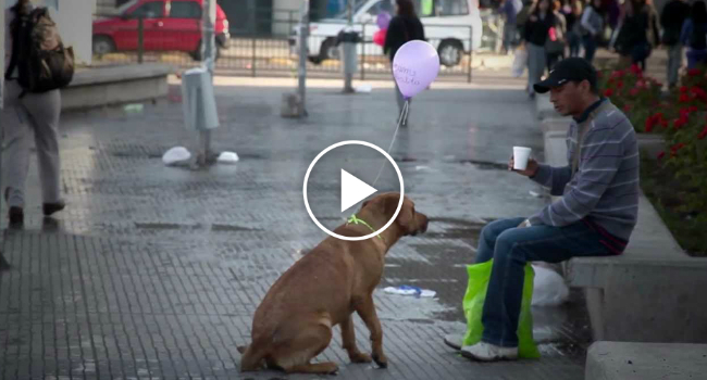 O Dia Em Que Alguém Aproximou Os Cães Abandonados Das Pessoas Que Passam Por Eles Na Rua