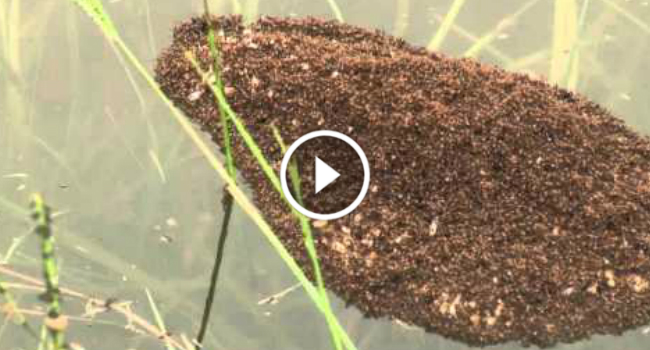 Formigas Com Incrível Instinto De Sobrevivência Usam Os Seus Corpos Como “Jangada” Para Resistirem Às Inundações