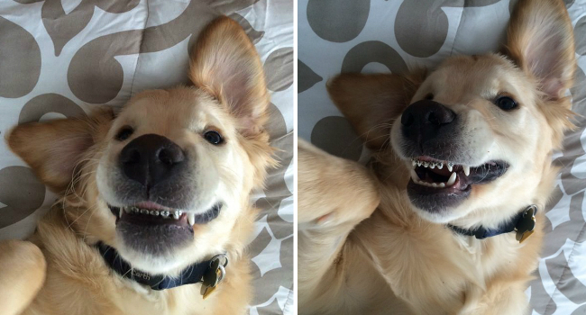 Cão Usa Aparelho Nos Dentes Por Não Conseguir Fechar a Boca e Faz Furor Na Internet