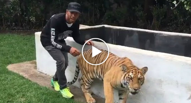 Tigre Comporta-Se Como Um Gatinho Brincalhão Depois De Se Assustar