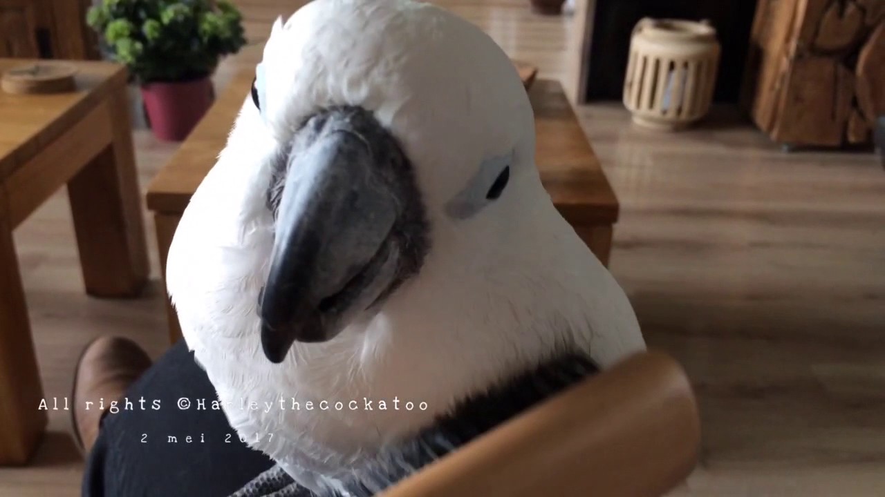 Catatua Fica Completamente Rendida Quando Lhe Escovam As Penas