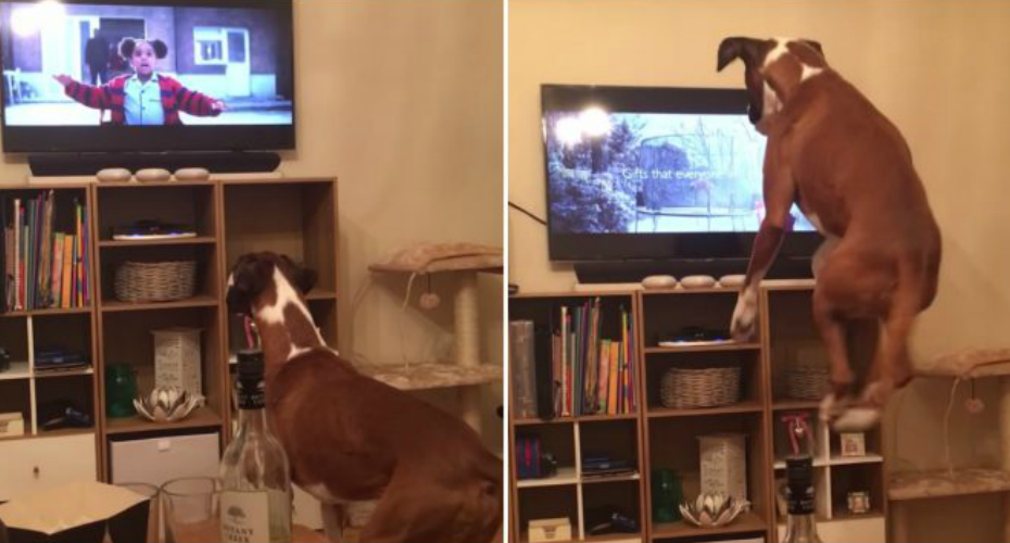 Boxer Não Consegue Parar De Saltar Ao Ver Outro Cão Na Tv a Pular Num Trampolim