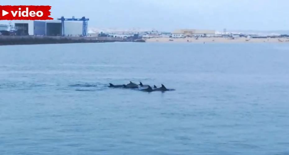 Grupo De Golfinhos Filmados a “Passear” Por Peniche