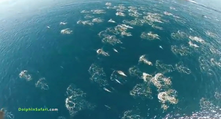 Drone Sobre o Oceano Capta Momento Simplesmente Maravilhoso