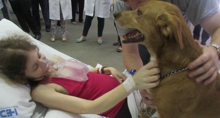 Paciente Com Doença Terminal Realiza o Seu Último Desejo: Ver o Seu Cão Pela Última Vez
