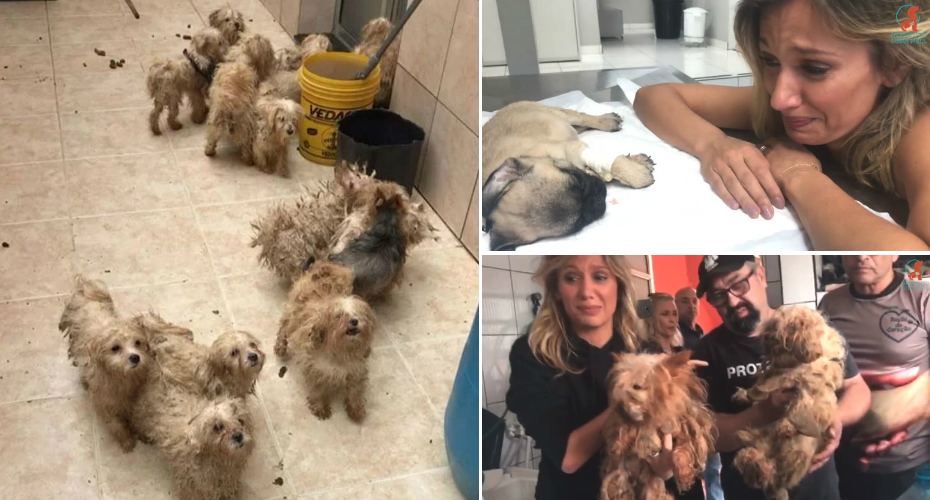 Atriz Luisa Mell Resgata 135 Cães De Um Canil De Criadores e Ficou Em Estado De Choque Com o Que Viu