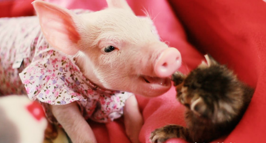 Porquinha e Gatinha Resgatadas Encontram a Paz Uma Na Outra Porquinha e Gatinha Resgatadas Encontram a Paz Uma Na Outra
