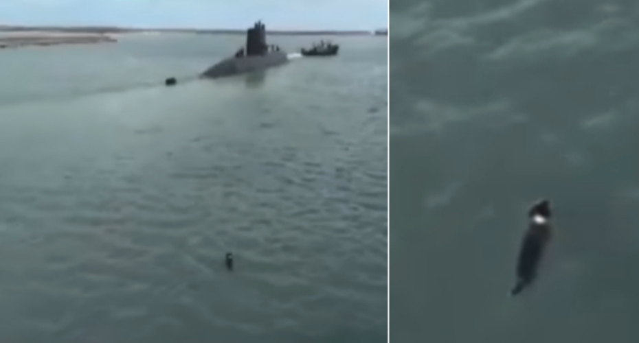 “Comando” o Cão De Uma Tripulante Do Submarino Desaparecido Na Argentina Atira-se à Água Para Despedir-se