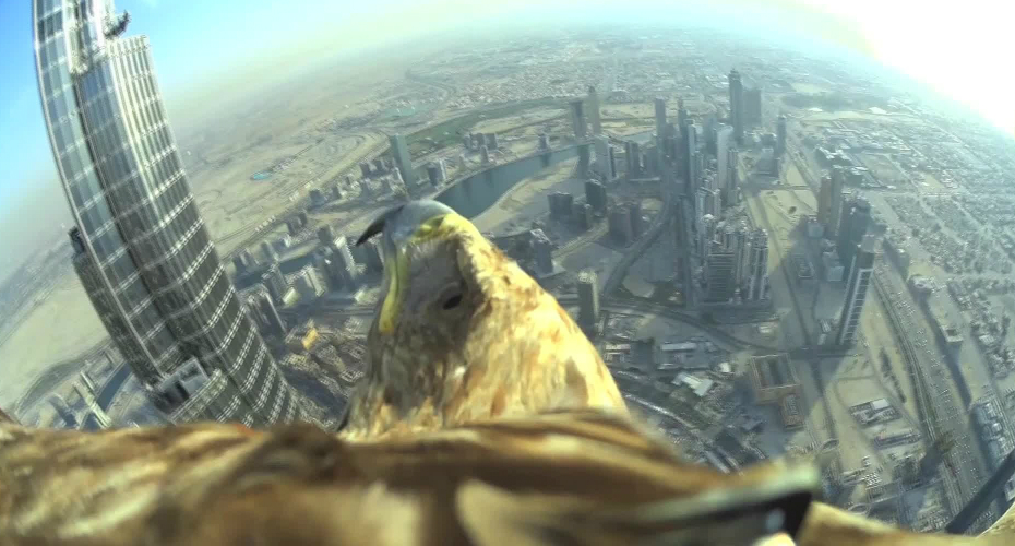 Águia Bateu Recorde De Voo Gravado Do Prédio Mais Alto Do Mundo No Dubai