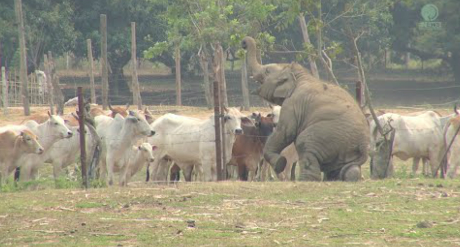 Elefante Bebé Faz Enorme Esforço Para Captar a Atenção Das Vacas, Mas Nada Funciona