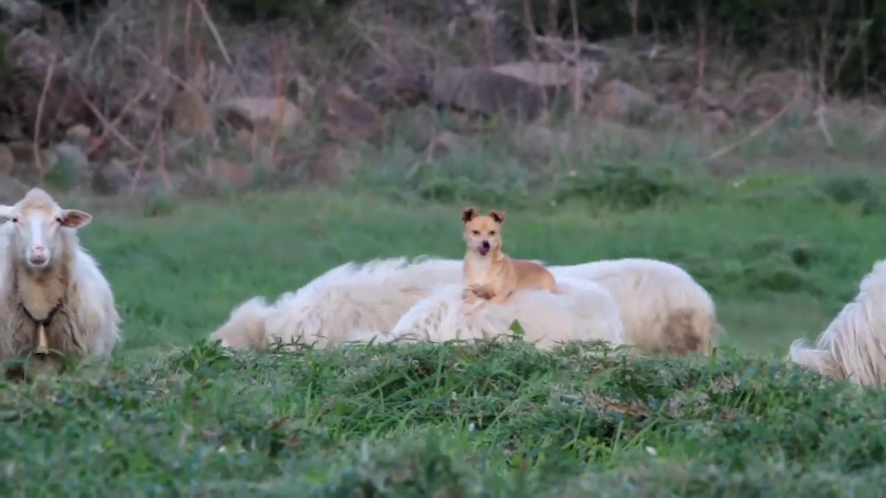 VIDEO: Cão Pastor Encontrou Método Genial Para “Guardar” As Suas Ovelhas