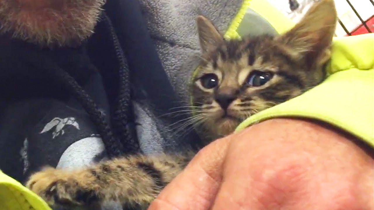 VIDEO: O Salvamento De Um Gatinho Após Passar 33 Horas Preso No Esgoto