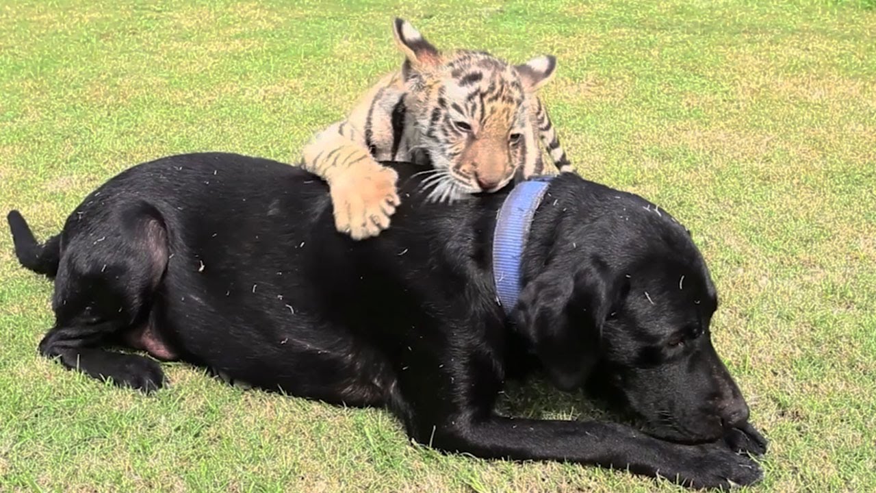 VIDEO: Adorável Cadela Labrador Adota Tigre Bebé Que Foi Abandonado Pela Mãe