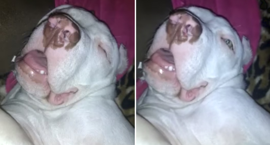 VIDEO: Orgulhoso Dono Mostra Como Se Sente Seguro Perto Do Seu Extraordinário Cão De Guarda VIDEO: Orgulhoso Dono Mostra Como Se Sente Seguro Perto Do Seu Extraordinário Cão De Guarda