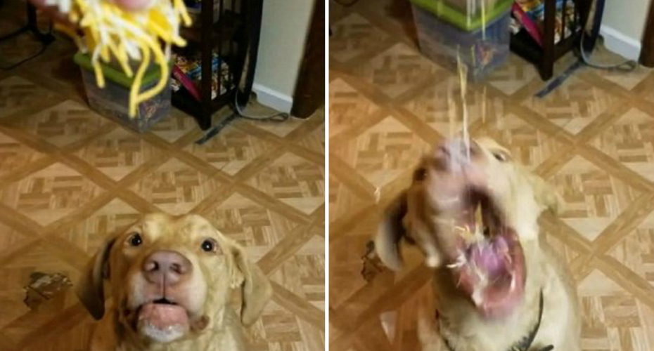 VIDEO: Cão Fanático Por Queijo Devora Todos Os Pedacinhos De Queijo Ralado Com Incrível Rapidez