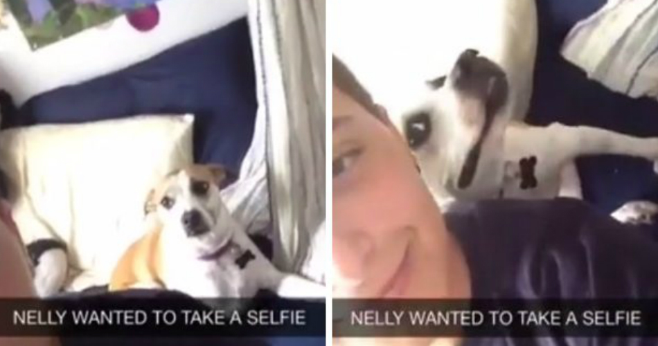 VIDEO: Esta Cadelinha Adora Selfies… E Tem Uma Maneira Especial De Posar Para a Fotografia