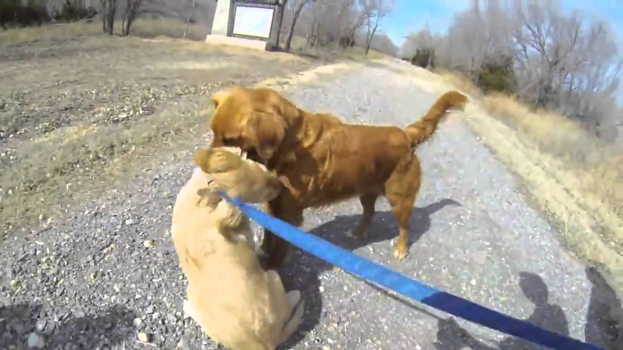 VIDEO: Reencontro Emocionante Entre Um Cão e a Sua Mãe Desde Que Foi Adotado Com 11 Semanas