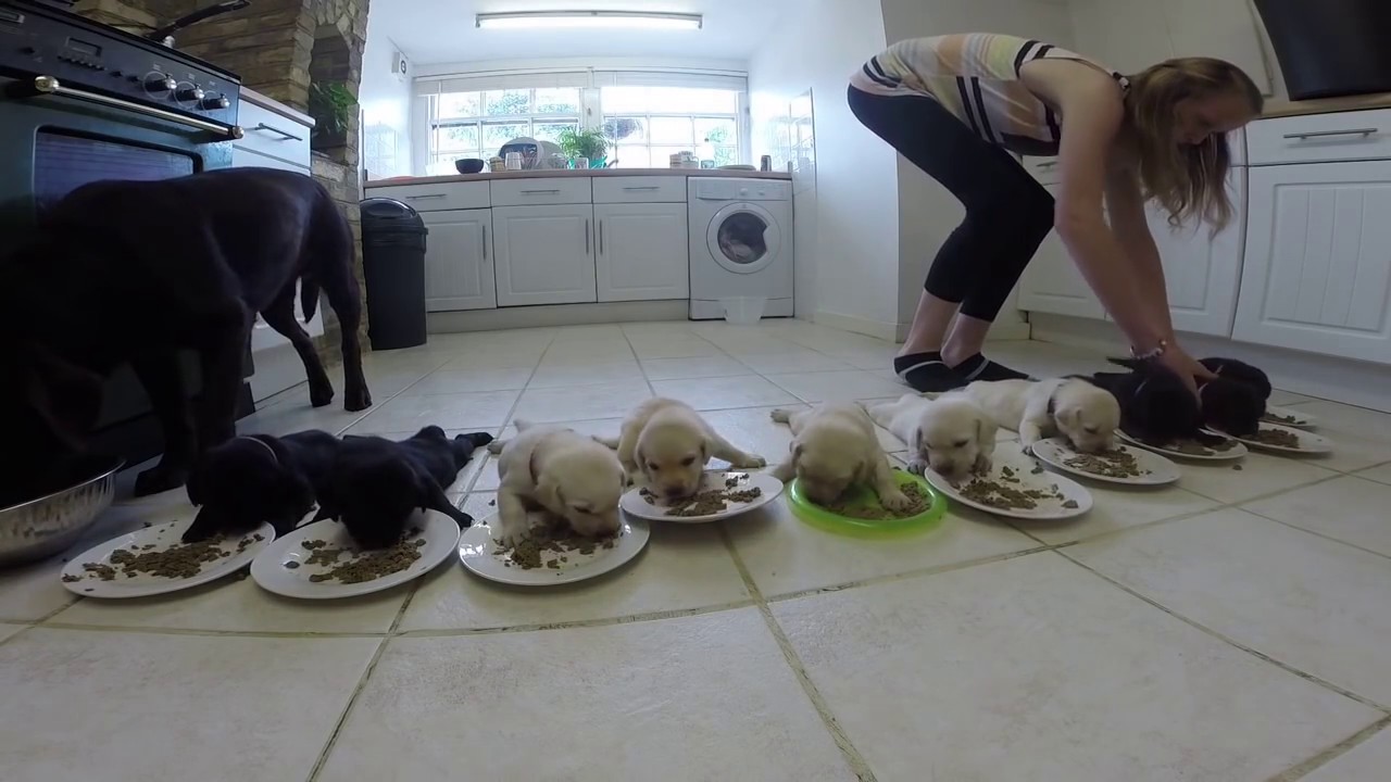 VIDEO: O Maravilhoso Momento Em Que 10 Labradores Bebés Comem Ração Pela Primeira Vez