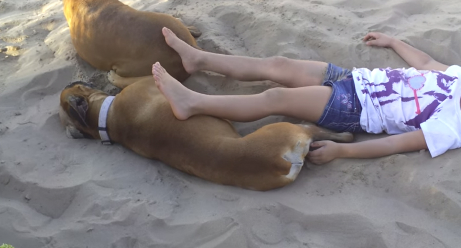 VIDEO: Menina Aprende Porque Não Se Deve Incomodar Um Cão Quando Está a Descansar Na Areia