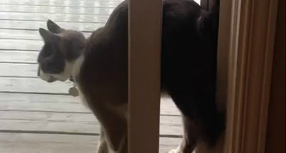 VIDEO: Gato Contorcionista Conseguiu Passar Pela Estreita Abertura Da Porta Para Entrar Em Casa
