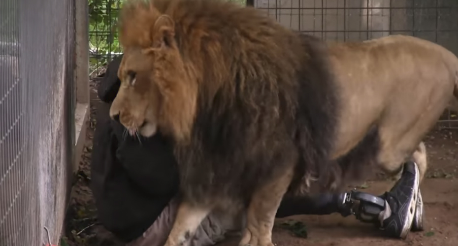 VIDEO: Tratador Entra Na Jaula e é Atacado Por Leão De Forma (In)Esperada VIDEO: Tratador Entra Na Jaula e é Atacado Por Leão De Forma (In)Esperada