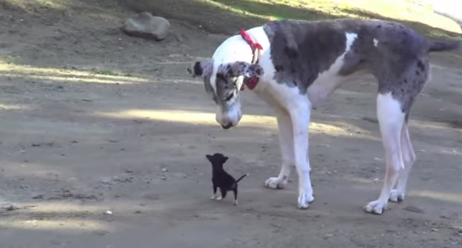 VIDEO: Chihuahua Com Meses De Vida Conhece Pela 1ª Vez Dois Cães Gigantes