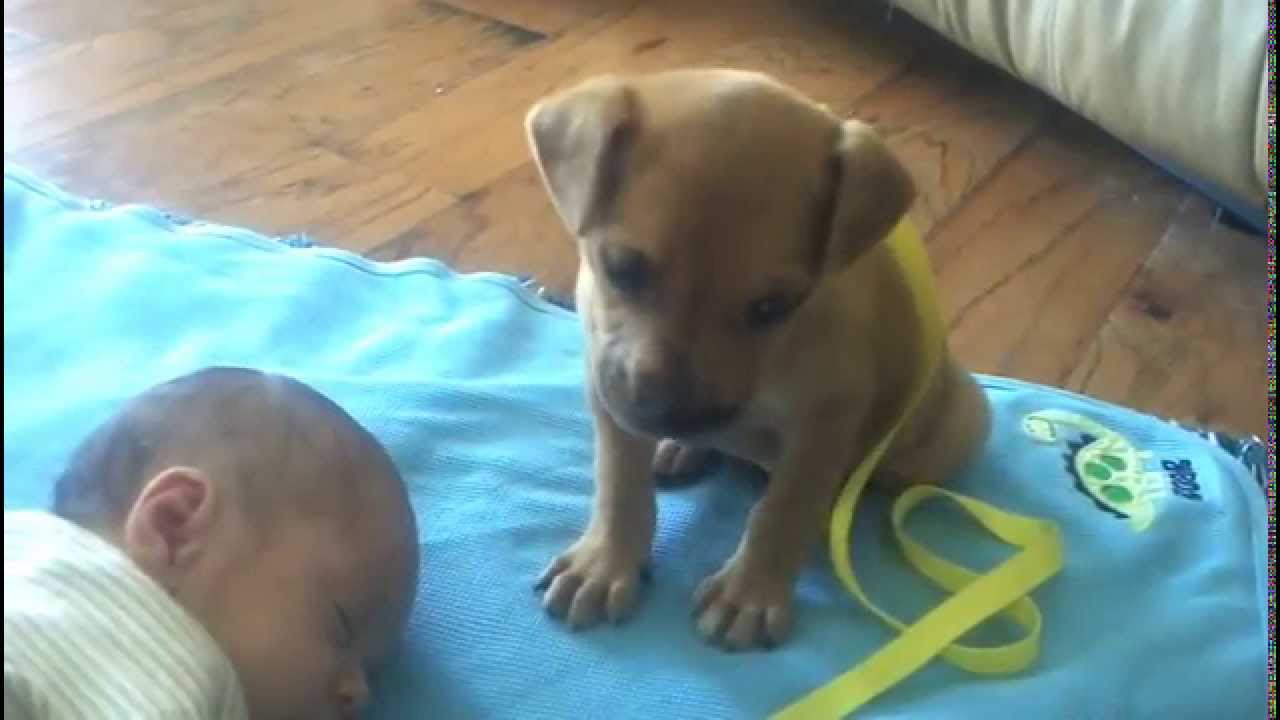 VIDEO: Cachorrinho Tenta Vencer o Sono Mas Não Resiste e Aninha-se Em Recém Nascido
