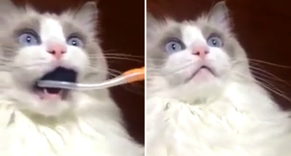 VIDEO: A Hilariante Reação De Um Gato Após Lavar Os Dentes