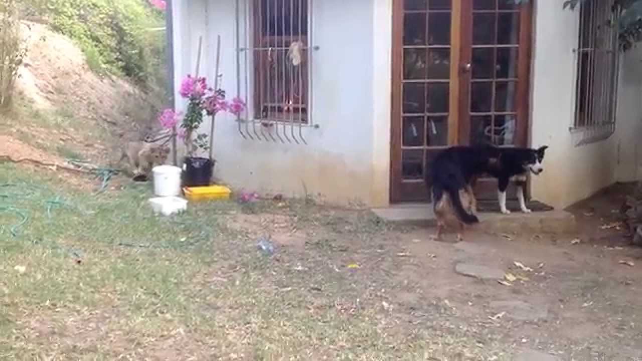 VIDEO: Cão Apanha o Susto Da Sua Vida Com Leãozinho Sorrateiro