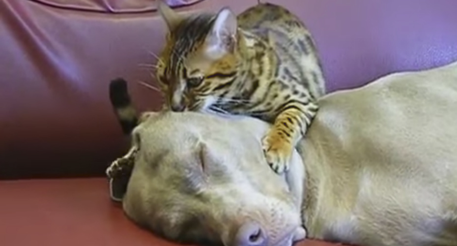 VIDEO: Gato Dá Massagens De Relaxamento Na Cabeça Do Seu Melhor Amigo