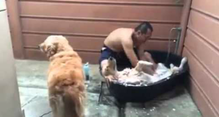 VIDEO: Este Cão Adora a Hora Do Banho, Até Parece Que Está Num SPA