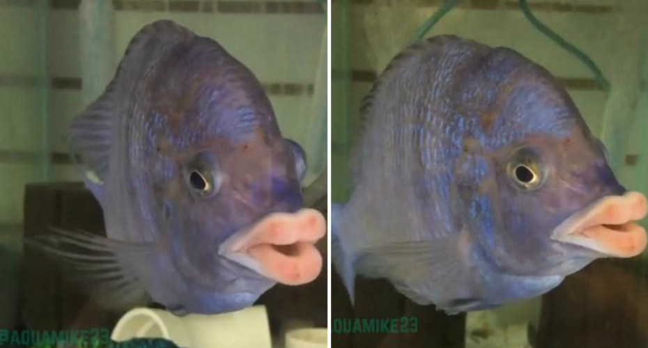 VIDEO: Peixe Chama a Atenção Pelos Seus Gigantescos Lábios “Humanos”