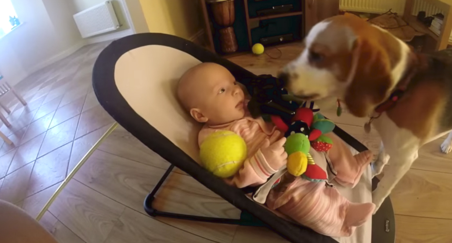 VIDEO: Cão Sente-se Culpado Por Fazer Bebé Chorar e Pede-lhe Desculpa De Forma Maravilhosa