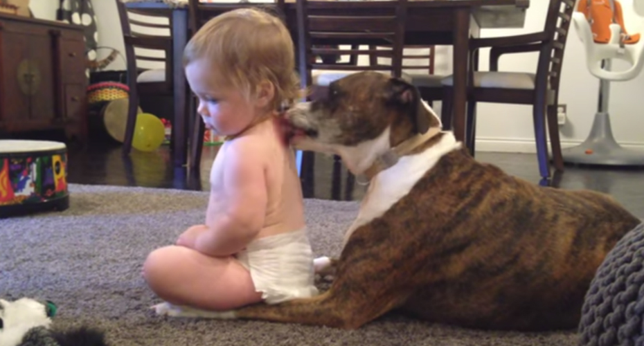 VIDEO: Mãe Capta Momento Maravilhoso Entre a Sua Bebé e o Seu Cão