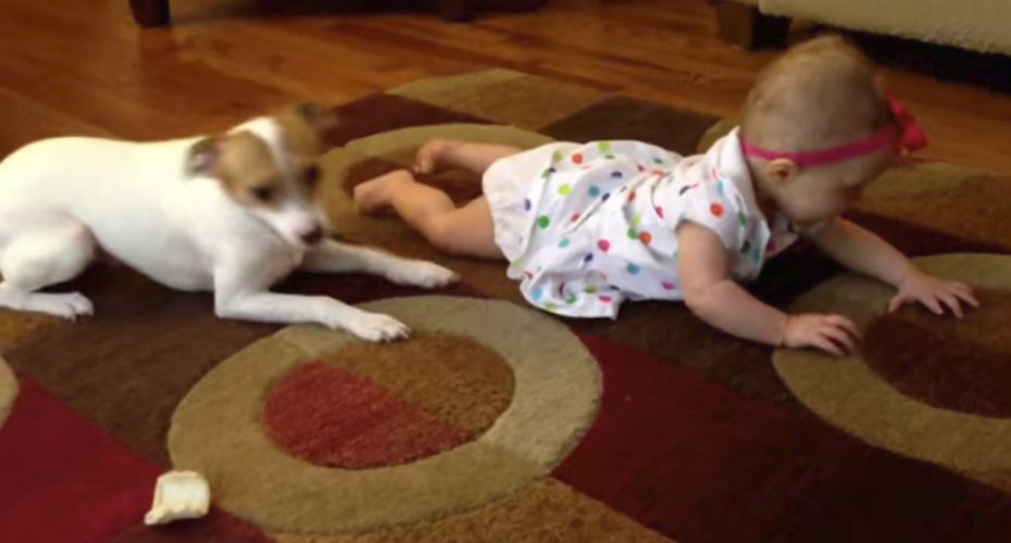 VIDEO: Adorável Cão Tenta Ensinar Bebé a Gatinhar