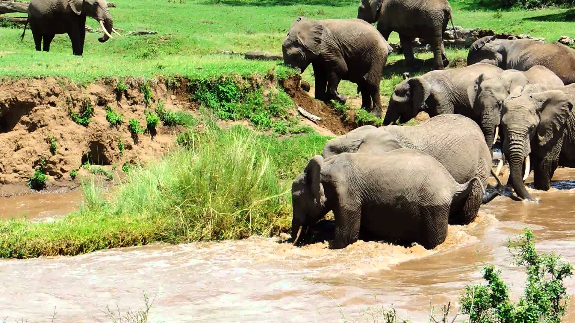 VIDEO: O Resgate Impressionante De Um Filhote De Elefante Levado Pela Corrente Do Rio
