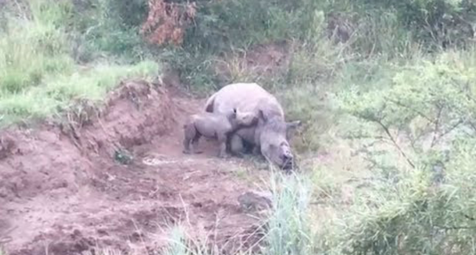 VIDEO: Bebé Rinoceronte Esfomeado Tenta Acordar Mãe Morta Por Caçadores Furtivos VIDEO: Bebé Rinoceronte Esfomeado Tenta Acordar Mãe Morta Por Caçadores Furtivos