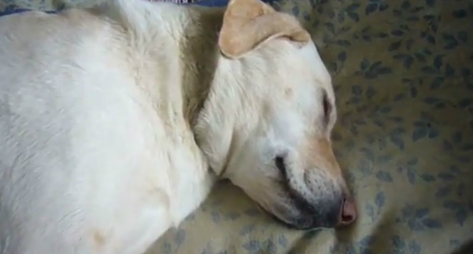 VIDEO: Dono Percebe Que o Seu Cão Está a Ter Um Sonho Feliz Após Ouvir Barulho Estranho Vindo Do Quarto