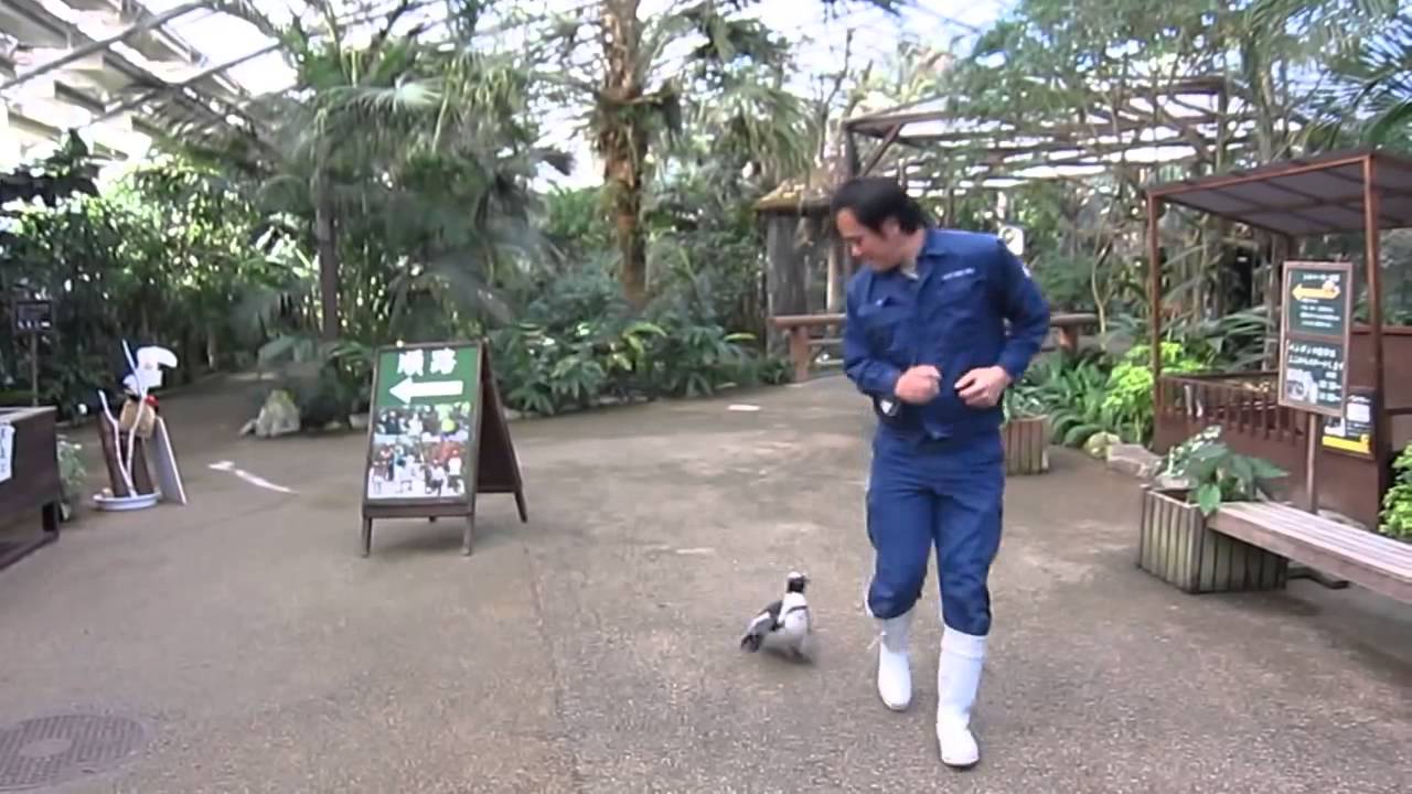VIDEO: Carente Pinguim Persegue Tratador Para Todo o Lado