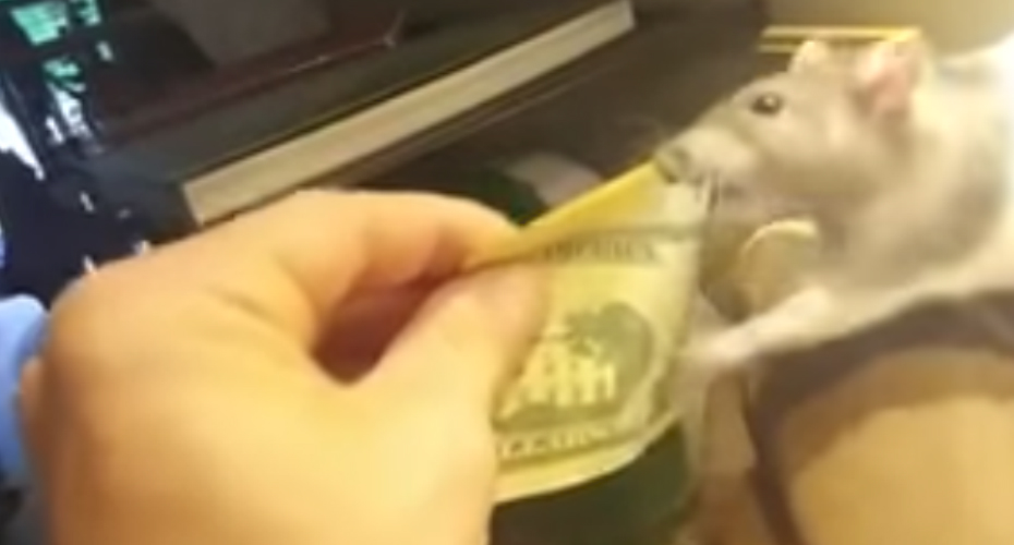 VIDEO: Rato “Viciado” Em Dinheiro Tenta Roubar As Notas Do Seu Dono