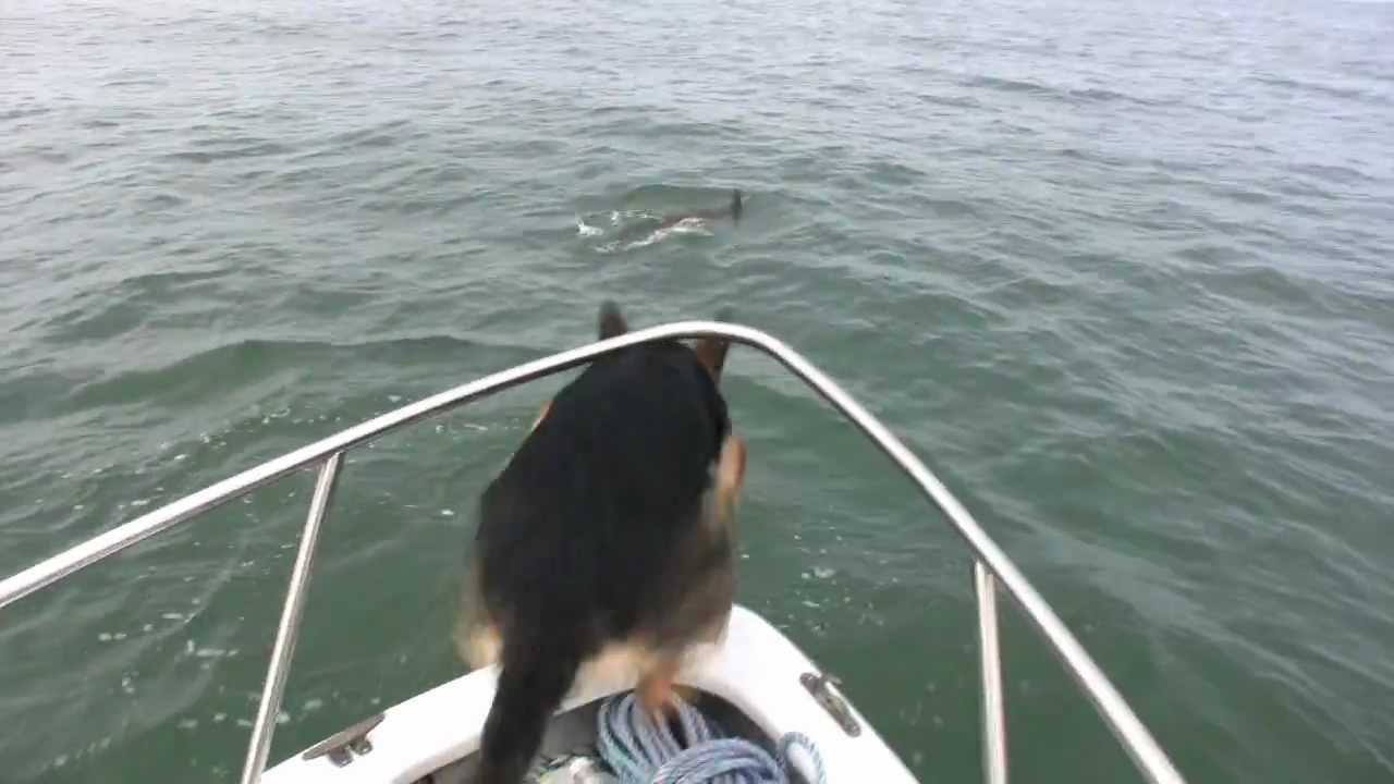 VIDEO: Pastor Alemão Salta Do Barco Para a Água Para Brincar Com Golfinhos
