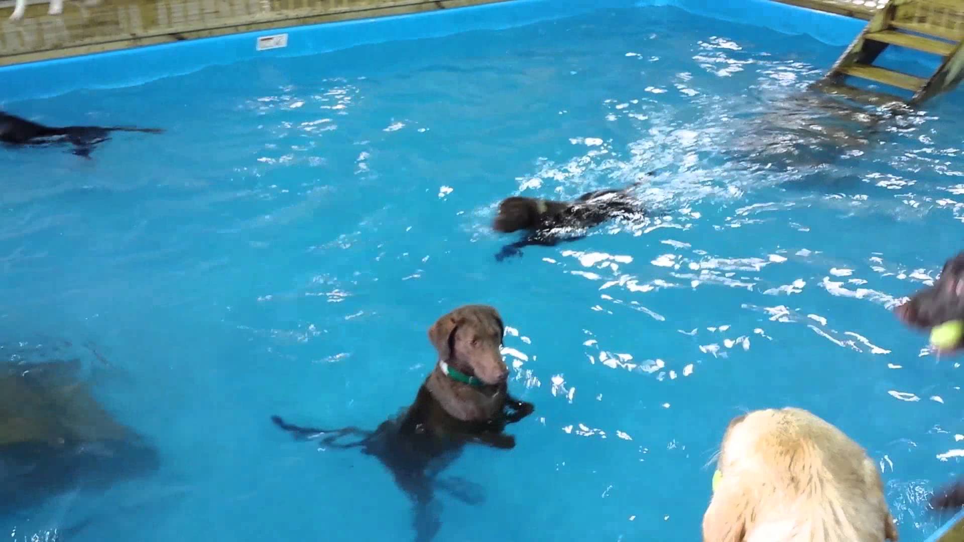 VIDEO: Cão Vai Para Dentro De Água Em Piscina… Mas Não Consegue Entender Como Se Nada