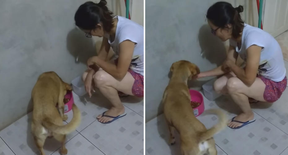VIDEO: Cão Tem Um Jeito Muito Próprio Pedir Comida