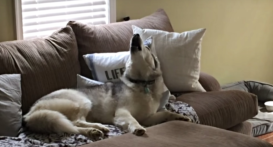 VIDEO: Husky Recusa-se a Sair Do Sofá e Reclama Quando a Dona Lhe Diz Que Está Na Hora De Passear