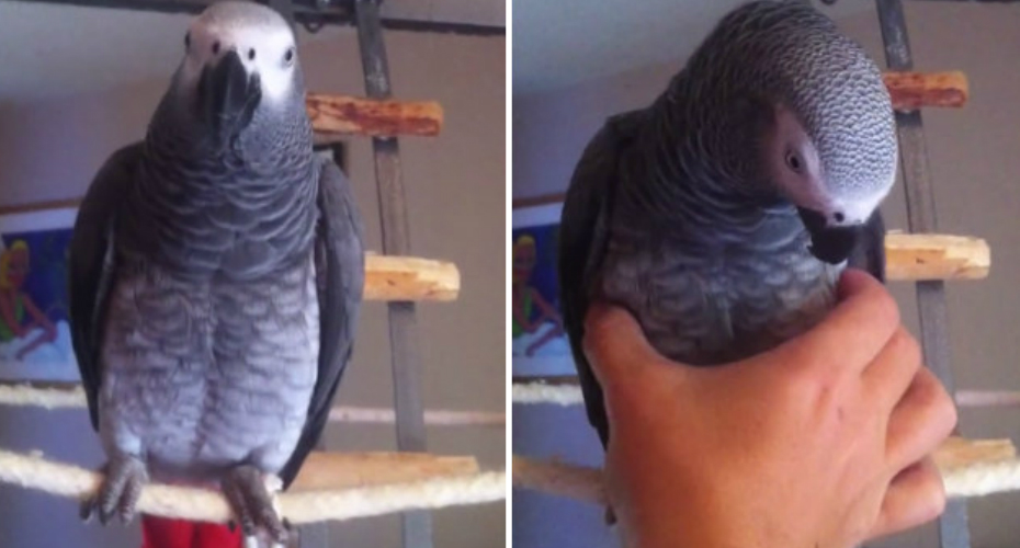 VIDEO: Adorável Papagaio Imita Som De Brinquedo De Borracha Quando a Dona Lhe “Aperta” a Barriga