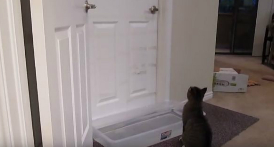VIDEO: Ágil Gato Não Se Deixa Apanhar Pela “Armadilha” Que o Dono Montou Para o Impedir De Abrir As Portas
