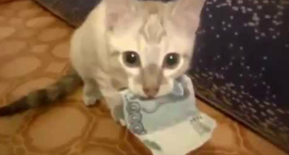 VIDEO: Gato Apanhado a Roubar Dinheiro Ao Dono e Recusa-se a Devolvê-lo