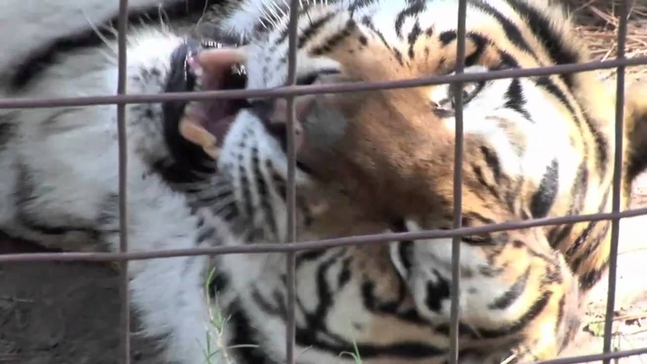 VIDEO: Os Tigres Não Conseguem Ronronar, Mas Fazem Algo Semelhante Quando Estão Felizes
