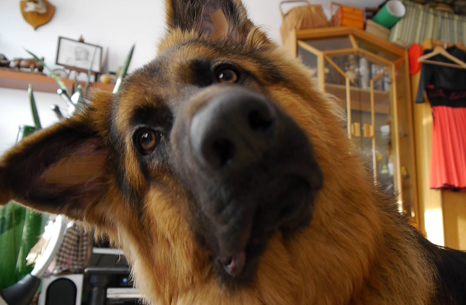 VIDEO: A Hilariante Reação De Um Pastor Alemão Ao Ouvir Outros Cães