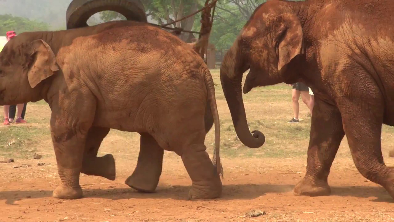 VIDEO: A Árdua Tarefa De Uma Mãe Elefante Para Convencer Cria a Parar De Brincar Porque Está Na Hora De Comer